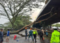 Rain Accompanied by Strong Winds, Bandung Surrounded by Fallen Trees, 1 Person Dies